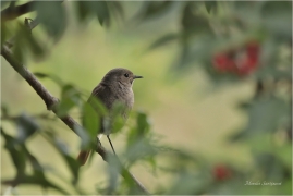 <p>REHEK DOMÁCÍ (Phoenicurus ochruros) /Black redstart - Hausrotschwanz/</p>